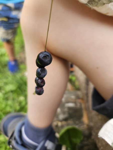 Blåbær i naturen