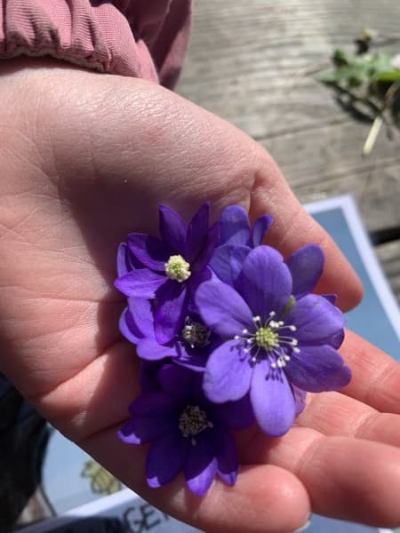 Blåveis — vårens første blomster i skogen