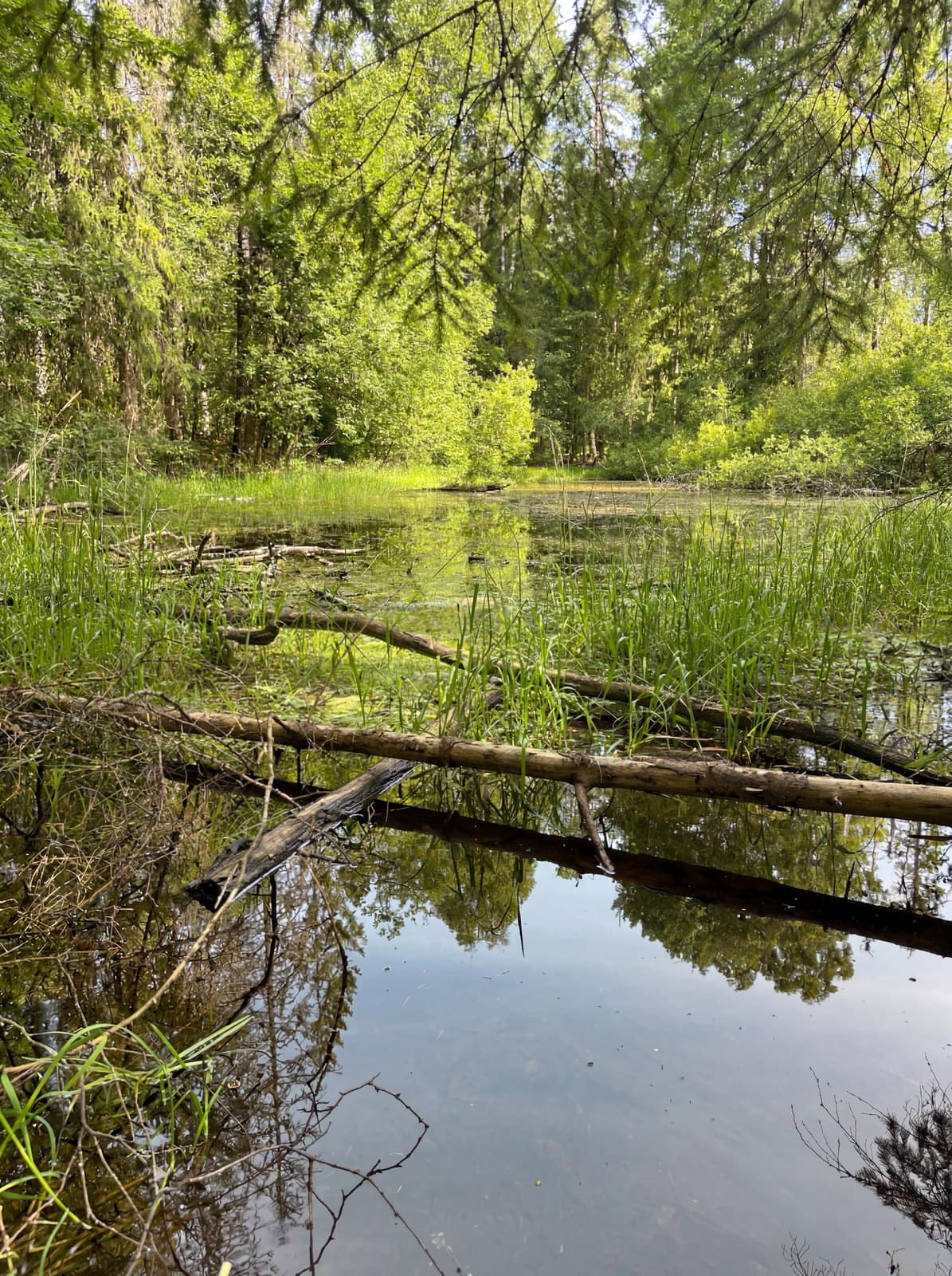 Barn på tur i naturen ved tjernet